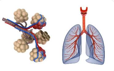  秋季怎么养肺？